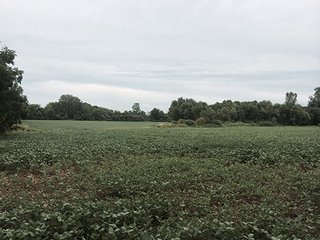 Property photo 3 - LAND AUCTION, 55+/- Acres offered in 2 tracts